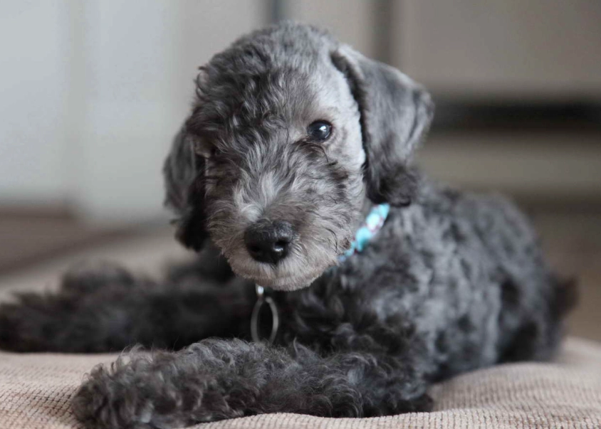 Bedlington Terrier puppy care Bedlington Terrier puppy care