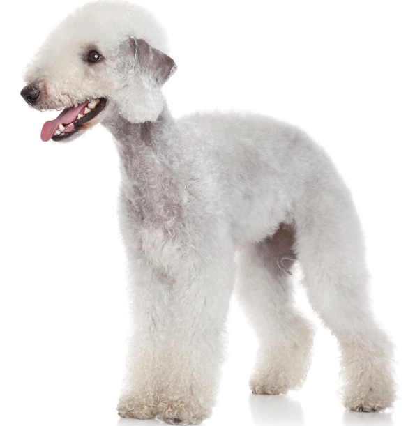 Bedlington terrier health problems