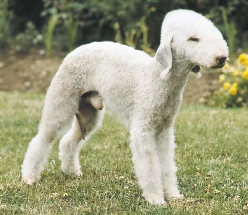 Bedlington Terrier shedding Bedlington Terrier shedding