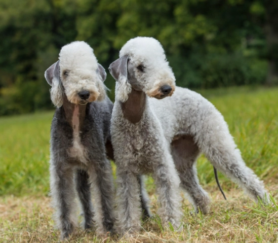 Bedlington Terrier grooming tips