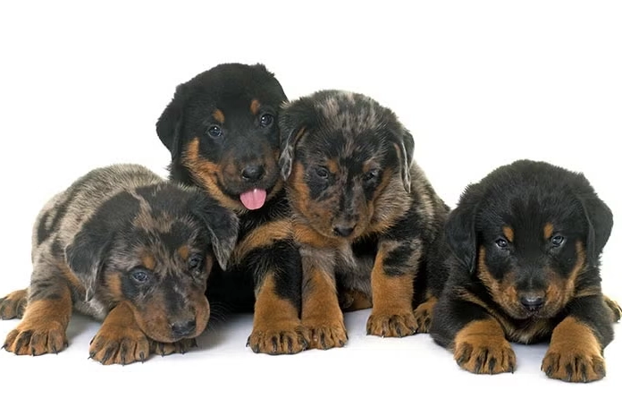 Beauceron dog breed Beauceron dog breed