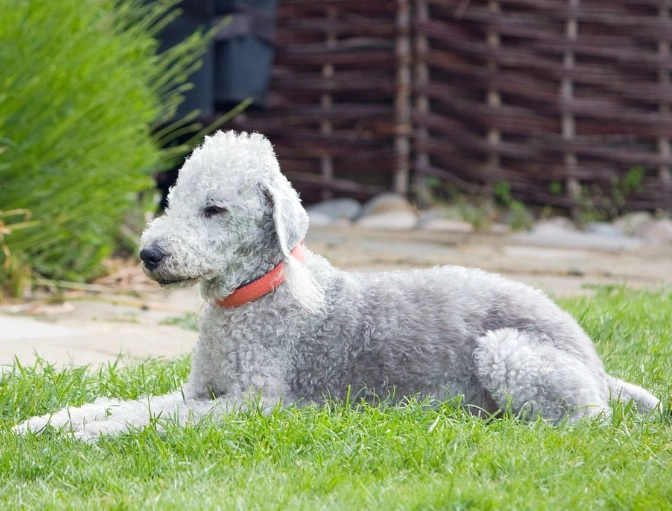 Bedlington Terrier training Bedlington Terrier training