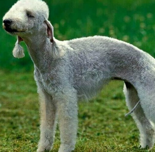 Bedlington terrier health problems