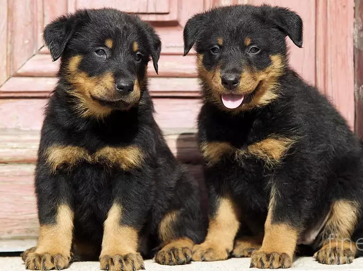 raising Beauceron puppy raising Beauceron puppy