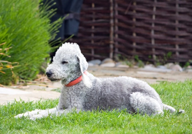 hypoallergenic dog breeds hypoallergenic dog breeds