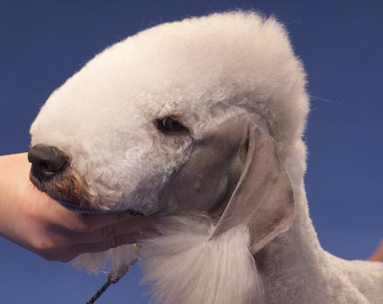 Bedlington terrier head shape