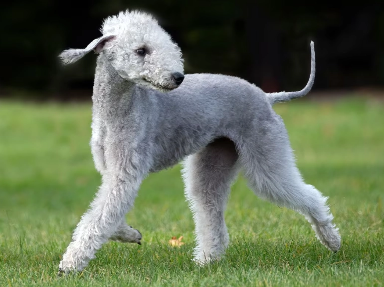 Bedlington Terrier color genetics