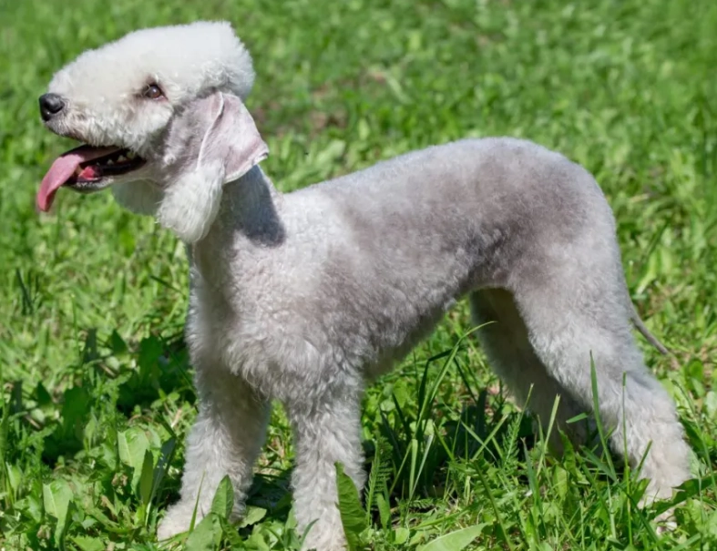 Bedlington Terrier training Bedlington Terrier training