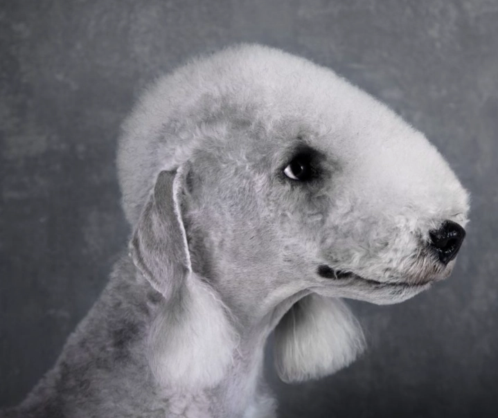 Bedlington terrier health problems