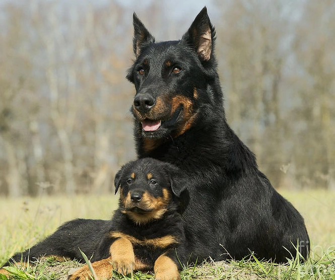 Beauceron puppies