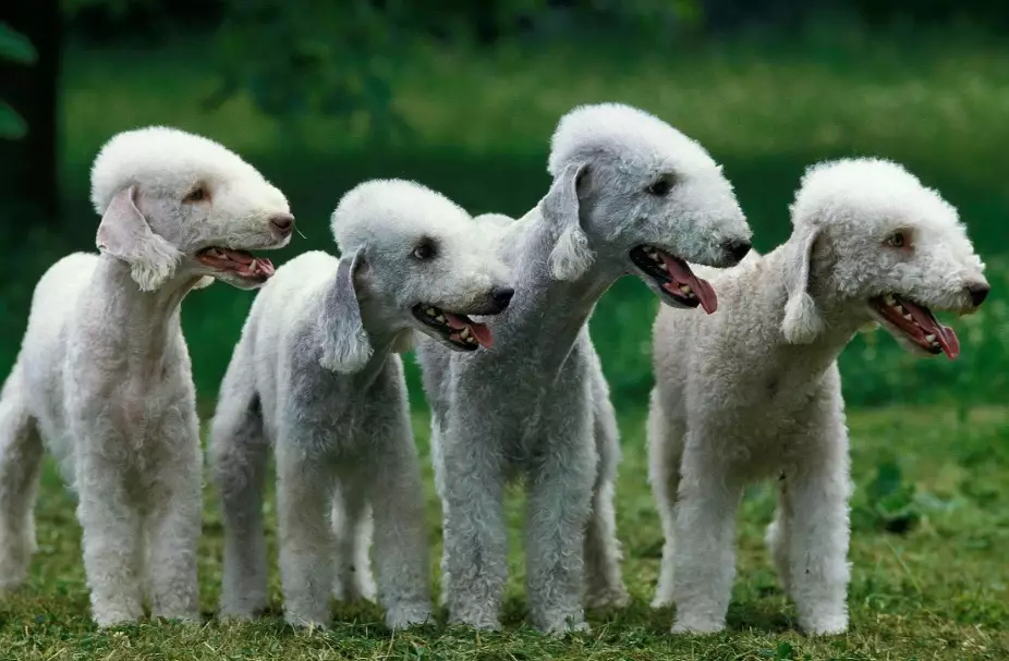 Bedlington Terrier shedding Bedlington Terrier shedding