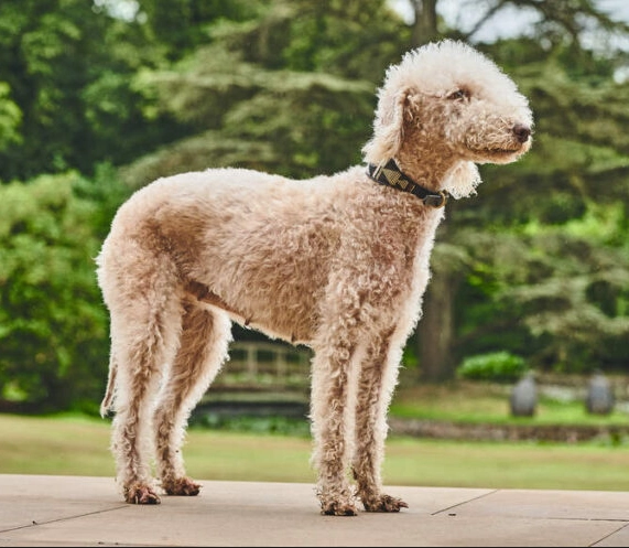Bedlington terrier head shape