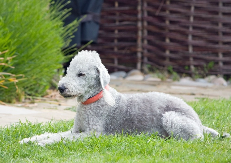 Bedlington Terrier grooming tips