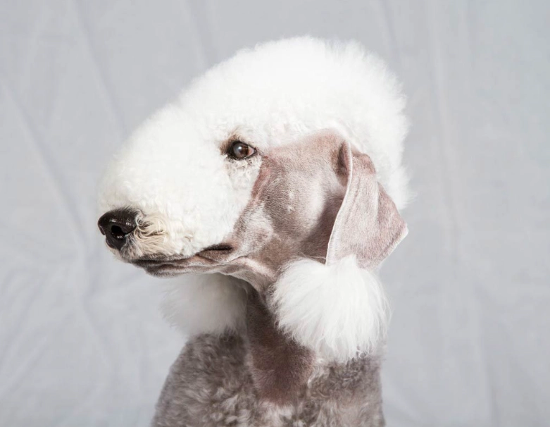 Bedlington terrier skull
