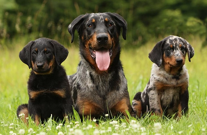 Beauceron dog breed Beauceron dog breed