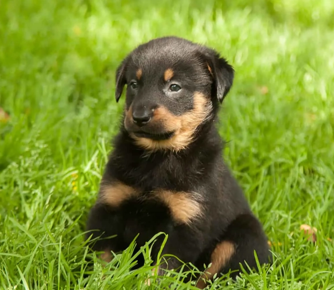Beauceron dog breed Beauceron dog breed
