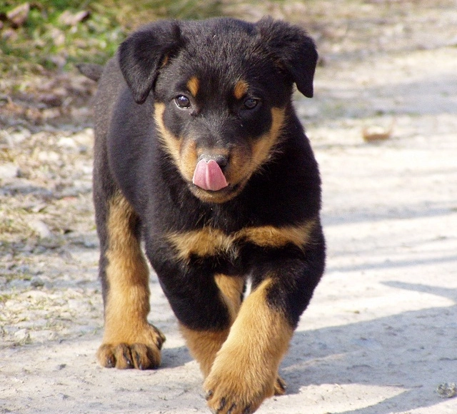 raising Beauceron puppy raising Beauceron puppy
