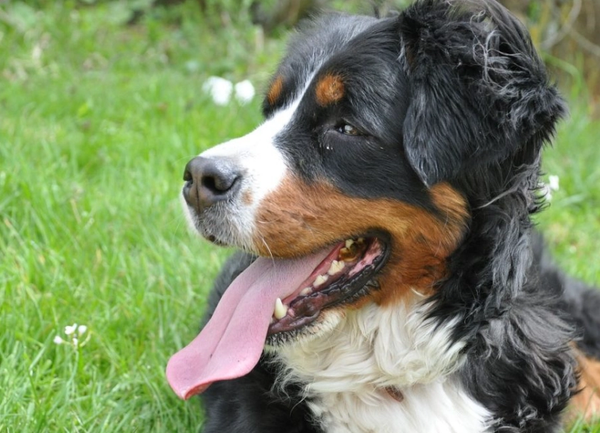Bernese Mountain Dog personality