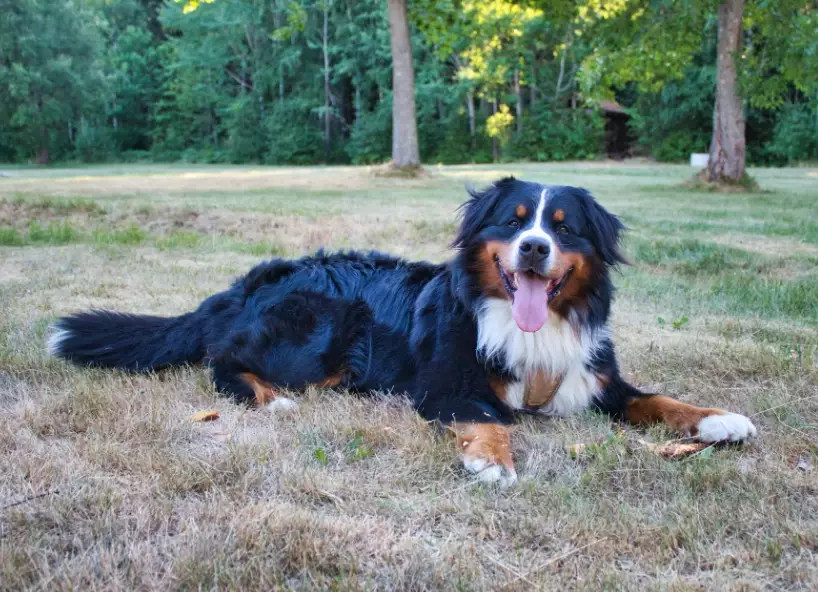 Bernese Mountain Dog health problems