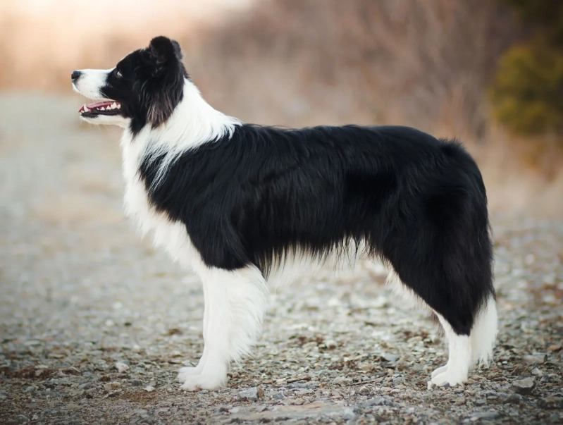 border collie behavior problems