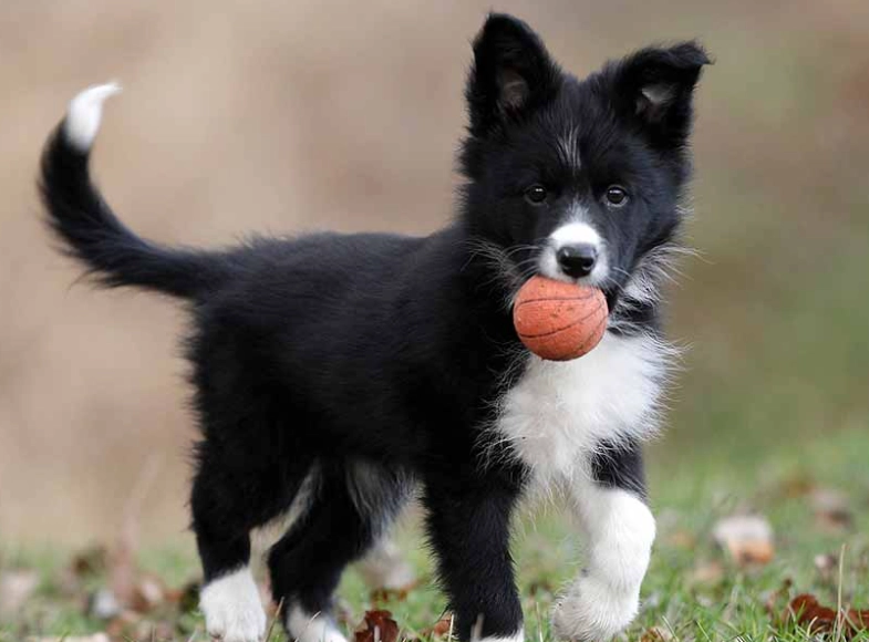 high energy dog breeds