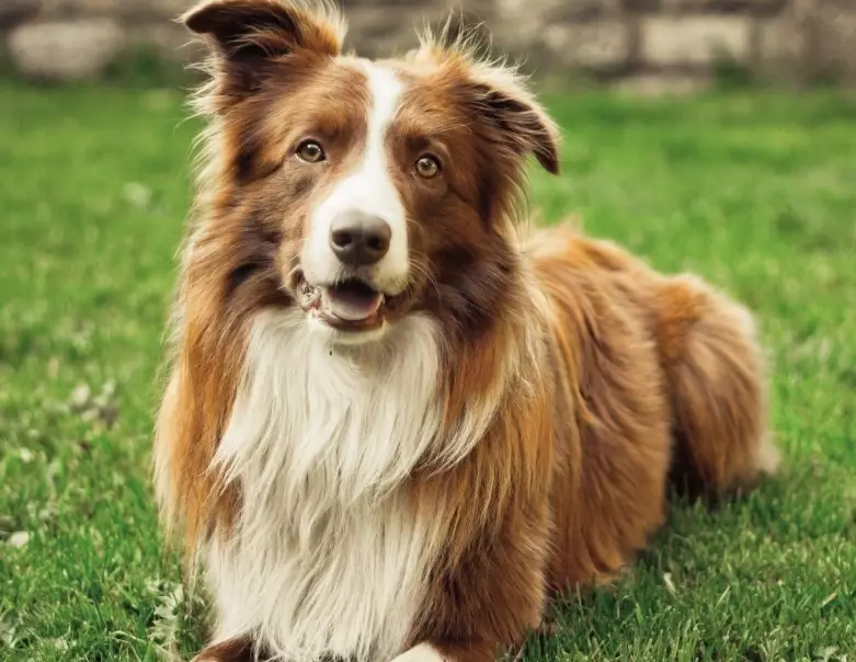 border collie brown coat