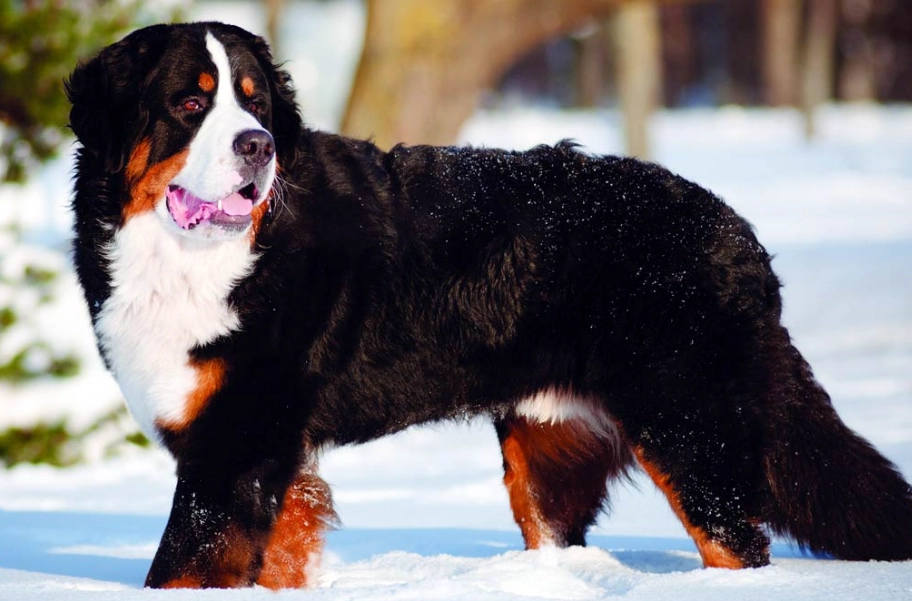 Bernese Mountain Dog family dog