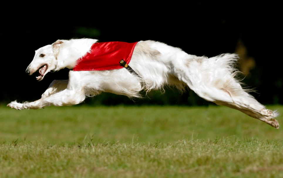 Why are Borzois so rare?