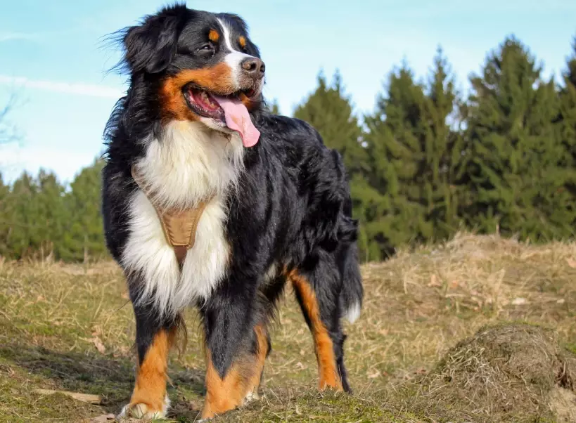 gentle giant dog breed