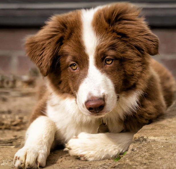 brown border collie