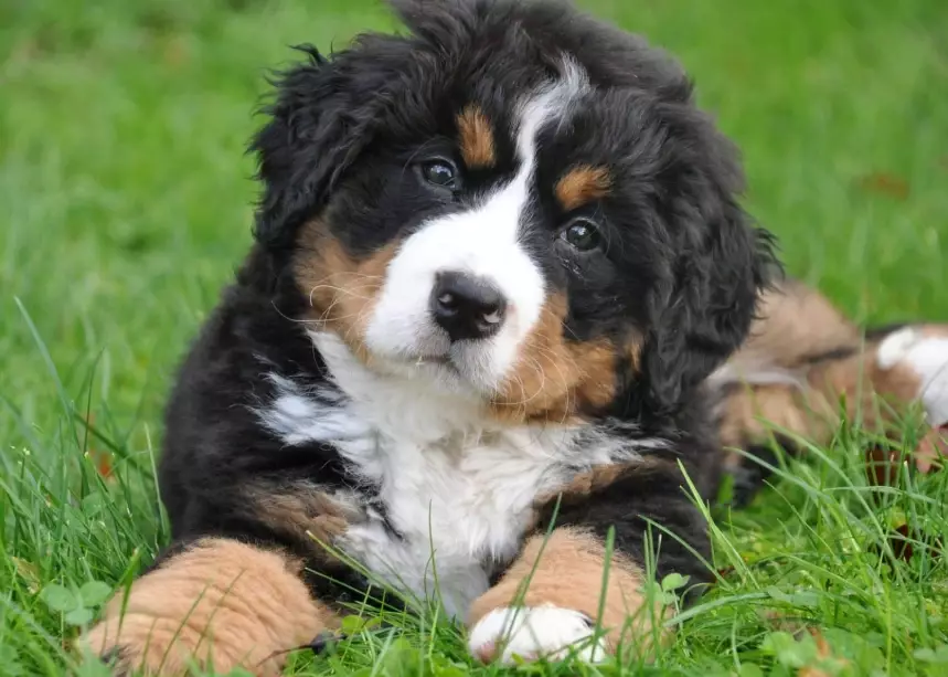 Is a Bernese Mountain Dog a good house dog?