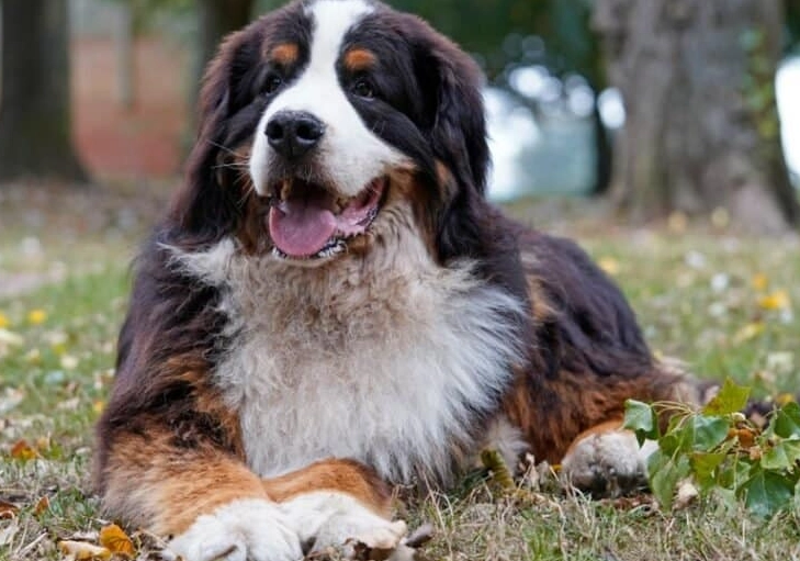 Bernese Mountain Dog health problems