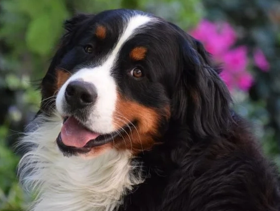 Bernese Mountain Dog family dog