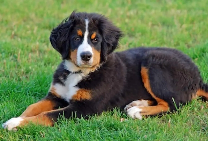 large breed apartment dog