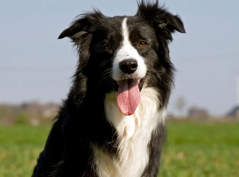 border collie temperament
