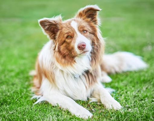 care for brown border collie