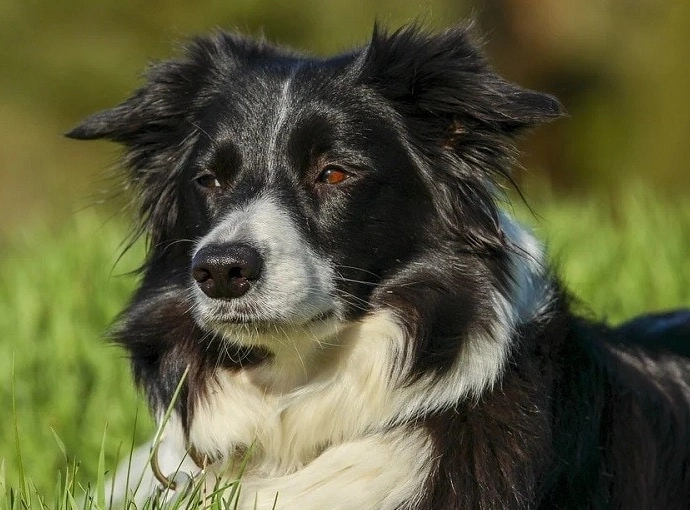 Border Collie mix care