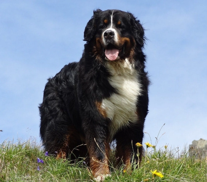 Bernese Mountain Dog health problems