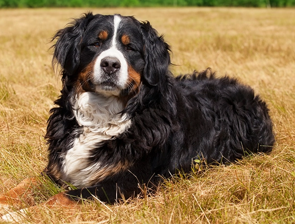Bernese Mountain Dog family dog