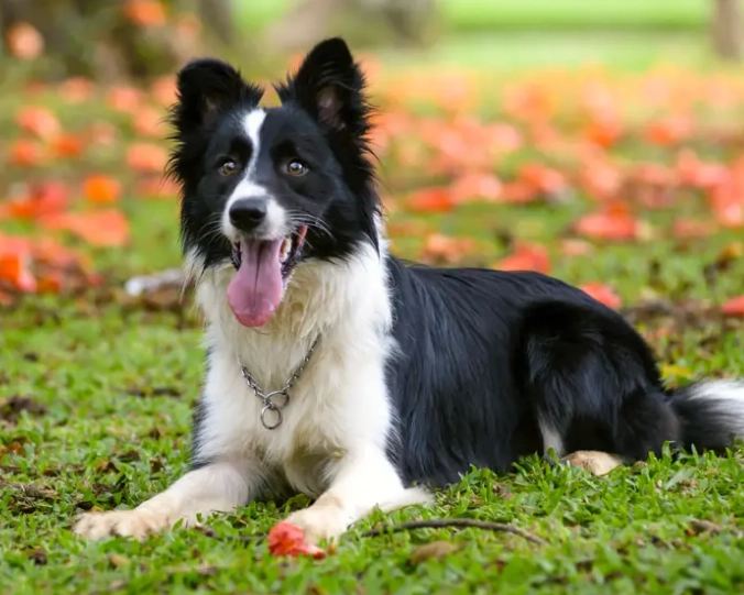 border collie maintenance