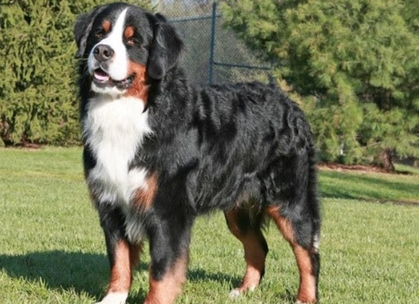 Bernese Mountain Dog personality