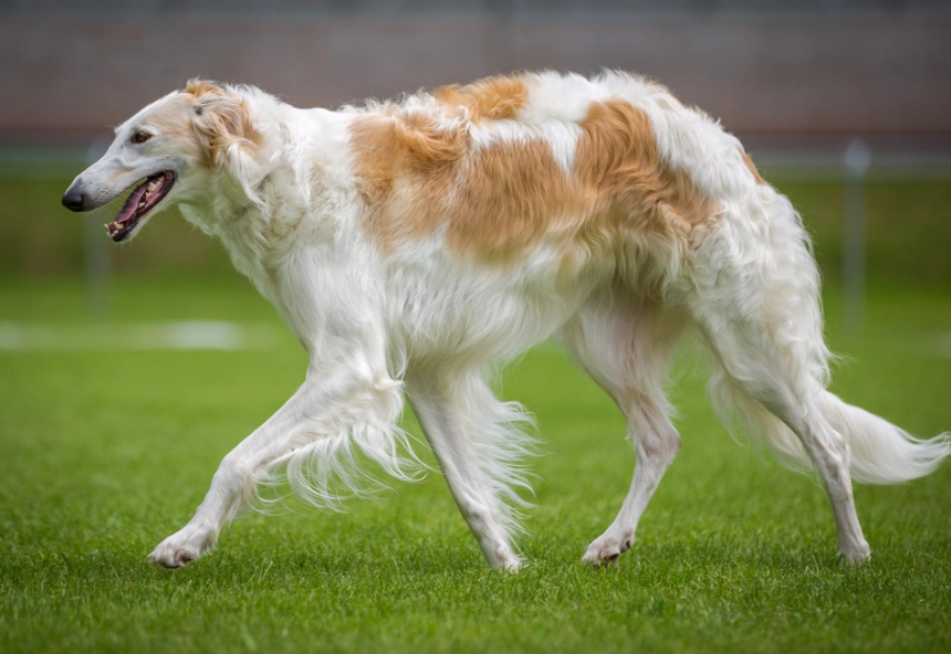 why are borzois so rare