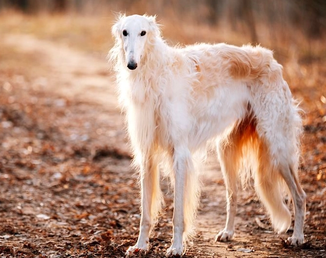 borzoi dog breed information