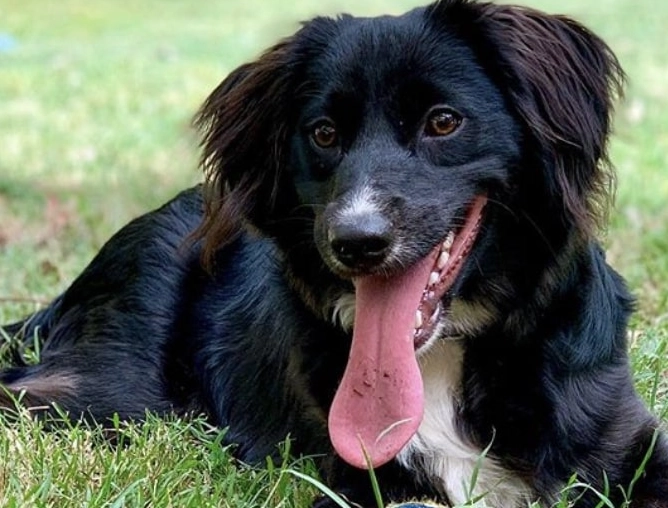 training Border Collie mix