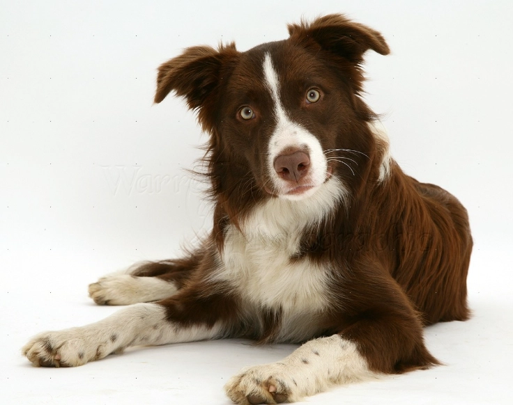 border collie brown coat