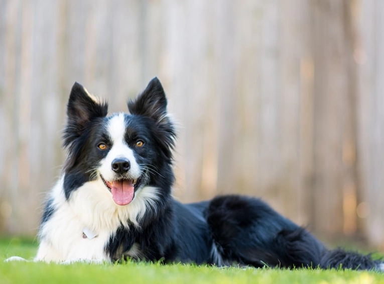border collie maintenance