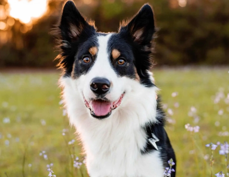 border collie care