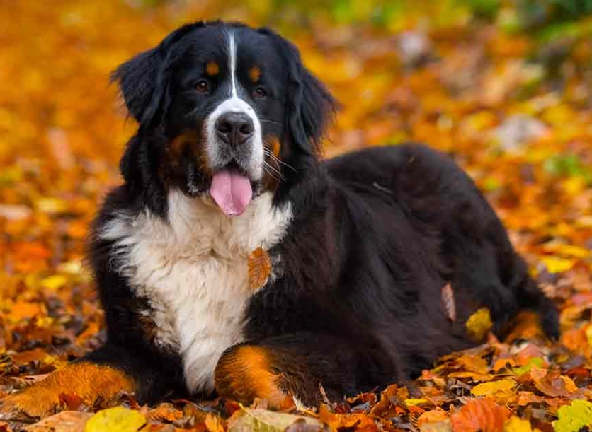 Bernese Mountain Dog lifespan