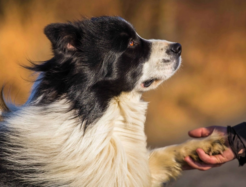 border collie care