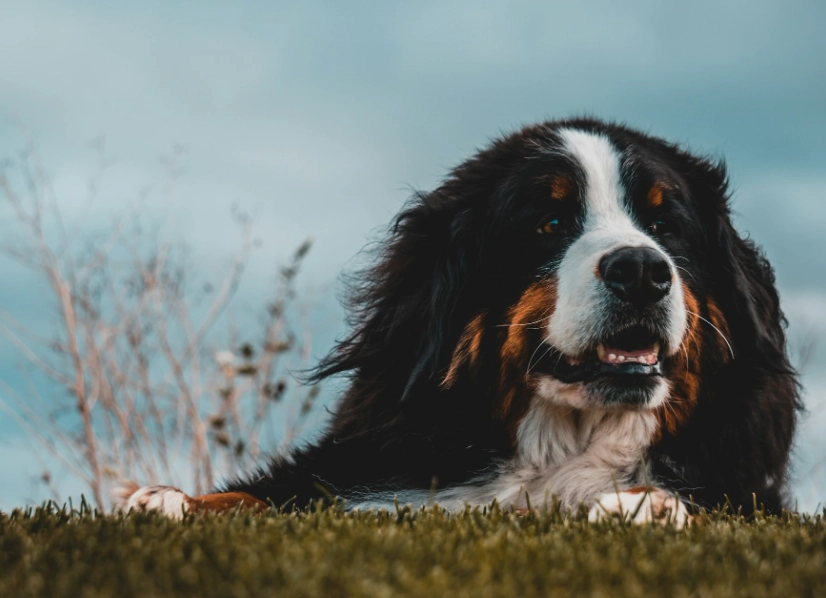 extend Bernese Mountain Dog life
